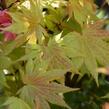 Javor shirasawanský 'Autumn Moon' - Acer shirasawanum 'Autumn Moon'