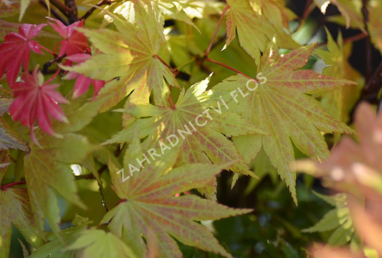 Javor shirasawanský 'Autumn Moon' - Acer shirasawanum 'Autumn Moon'