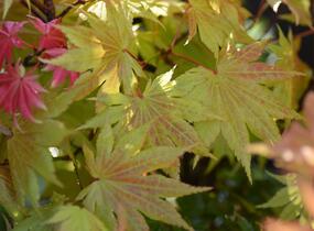 Javor shirasawanský 'Autumn Moon' - Acer shirasawanum 'Autumn Moon'