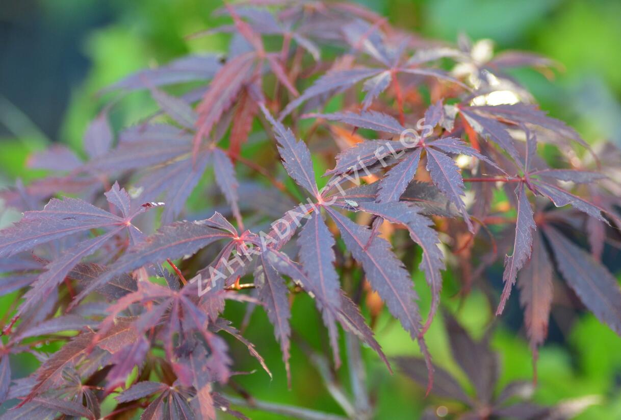 Javor dlanitolistý 'Burgundy Lace' - Acer palmatum 'Burgundy Lace'