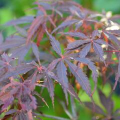 Javor dlanitolistý 'Burgundy Lace' - Acer palmatum 'Burgundy Lace'