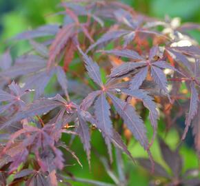 Javor dlanitolistý 'Burgundy Lace' - Acer palmatum 'Burgundy Lace'