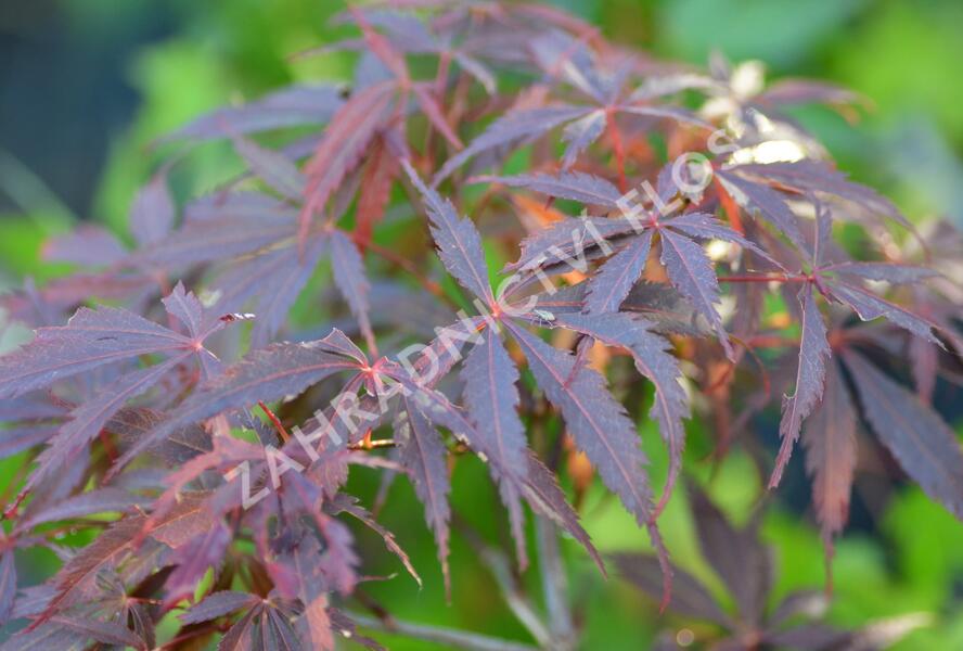 Javor dlanitolistý 'Burgundy Lace' - Acer palmatum 'Burgundy Lace'