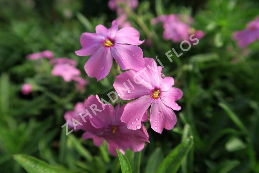 Plamenka 'Rosea' - Phlox procumbens 'Rosea'