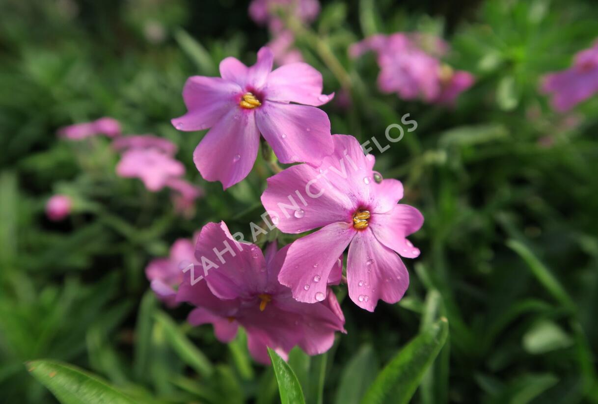 Plamenka polehavá 'Rosea' - Phlox procumbens 'Rosea'