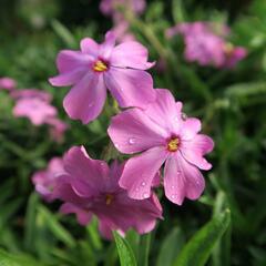Plamenka 'Rosea' - Phlox procumbens 'Rosea'