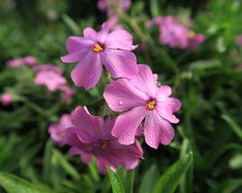 Plamenka polehavá 'Rosea'