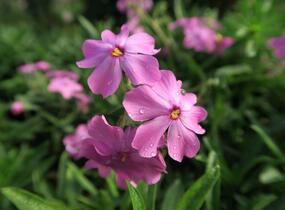 Plamenka polehavá 'Rosea' - Phlox procumbens 'Rosea'