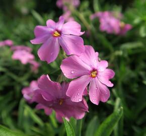 Plamenka 'Rosea' - Phlox procumbens 'Rosea'