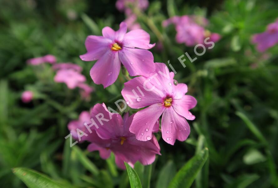 Plamenka polehavá 'Rosea' - Phlox procumbens 'Rosea'