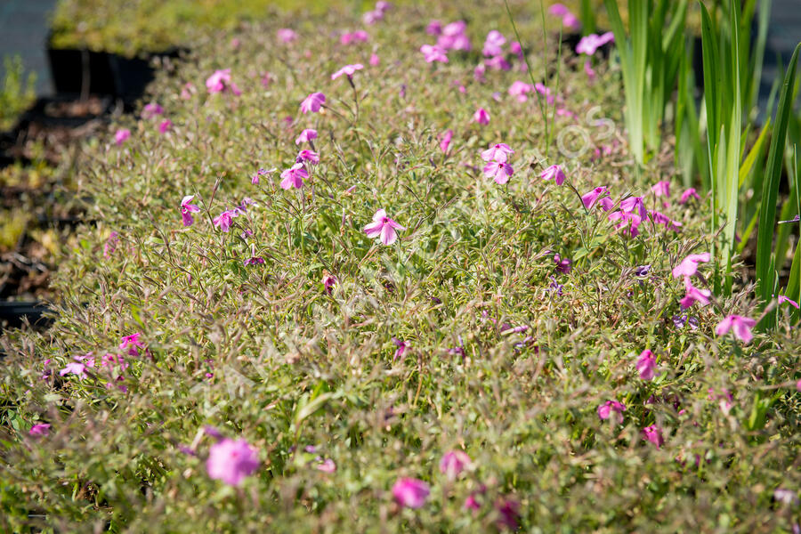 Plamenka 'Rosea' - Phlox procumbens 'Rosea'