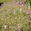 Plamenka 'Rosea' - Phlox procumbens 'Rosea'