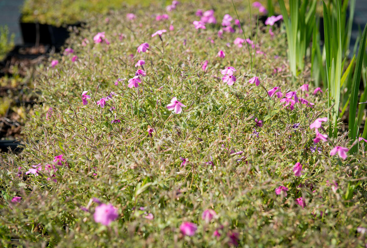 Plamenka polehavá 'Rosea' - Phlox procumbens 'Rosea'