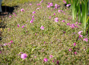 Plamenka polehavá 'Rosea' - Phlox procumbens 'Rosea'