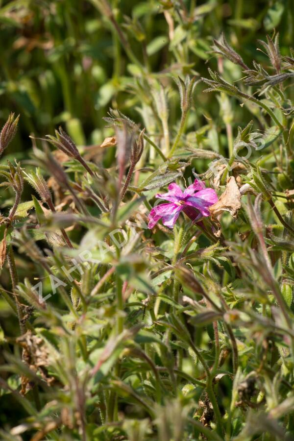 Plamenka 'Rosea' - Phlox procumbens 'Rosea'