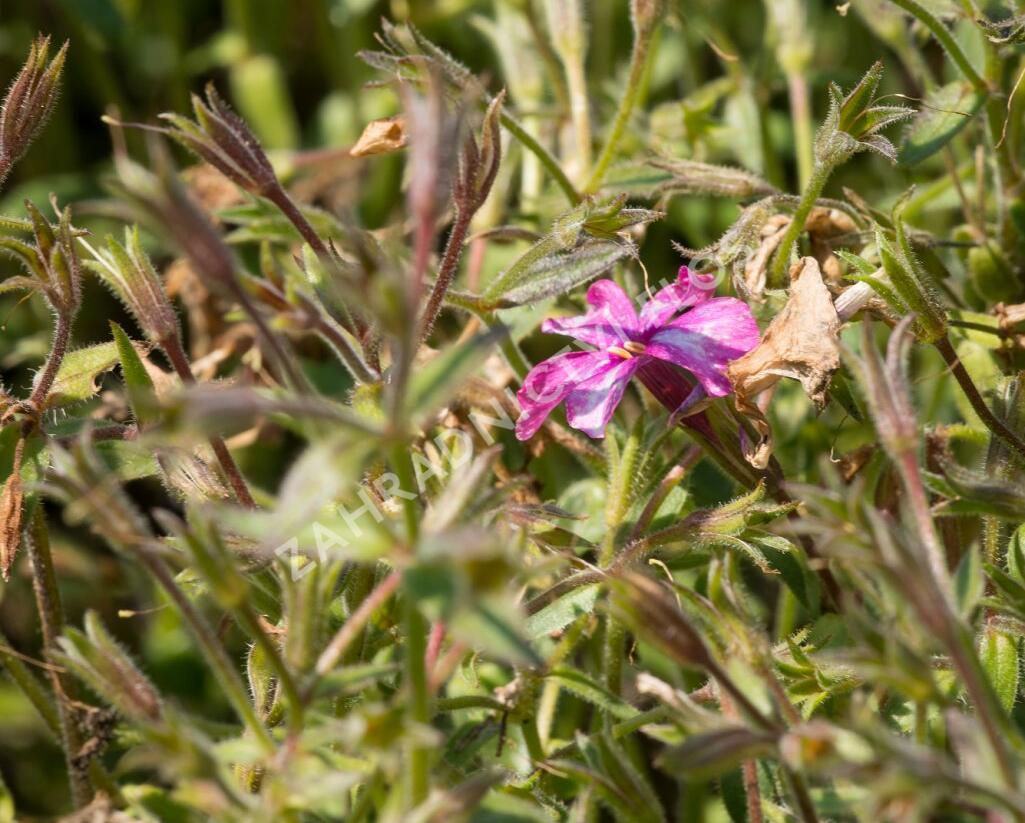 Plamenka polehavá 'Rosea' - Phlox procumbens 'Rosea'