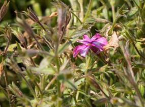 Plamenka polehavá 'Rosea' - Phlox procumbens 'Rosea'