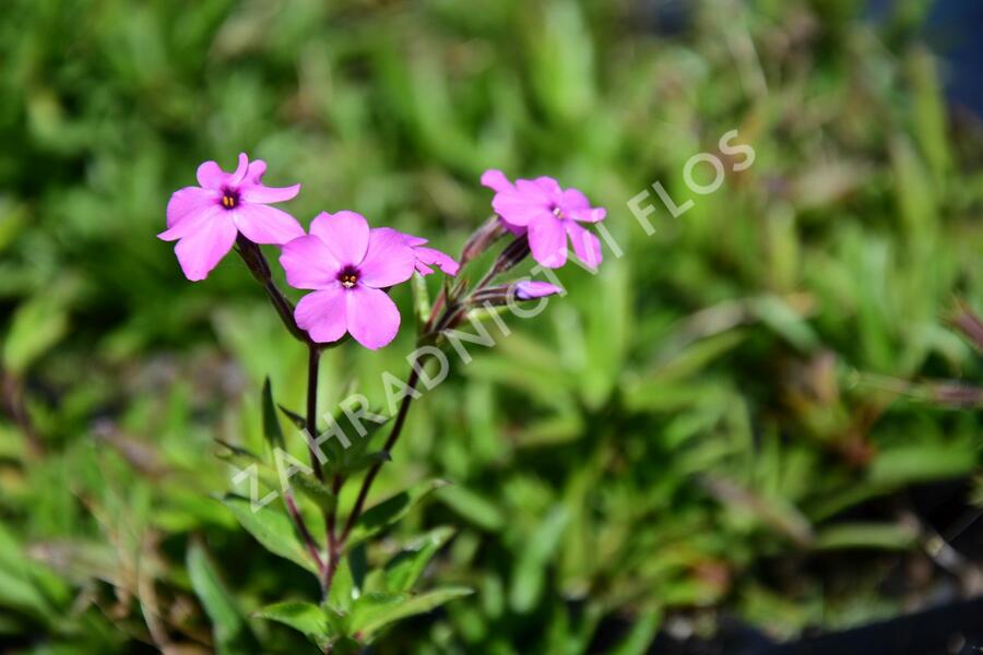 Plamenka 'Rosea' - Phlox procumbens 'Rosea'