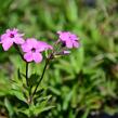 Plamenka 'Rosea' - Phlox procumbens 'Rosea'