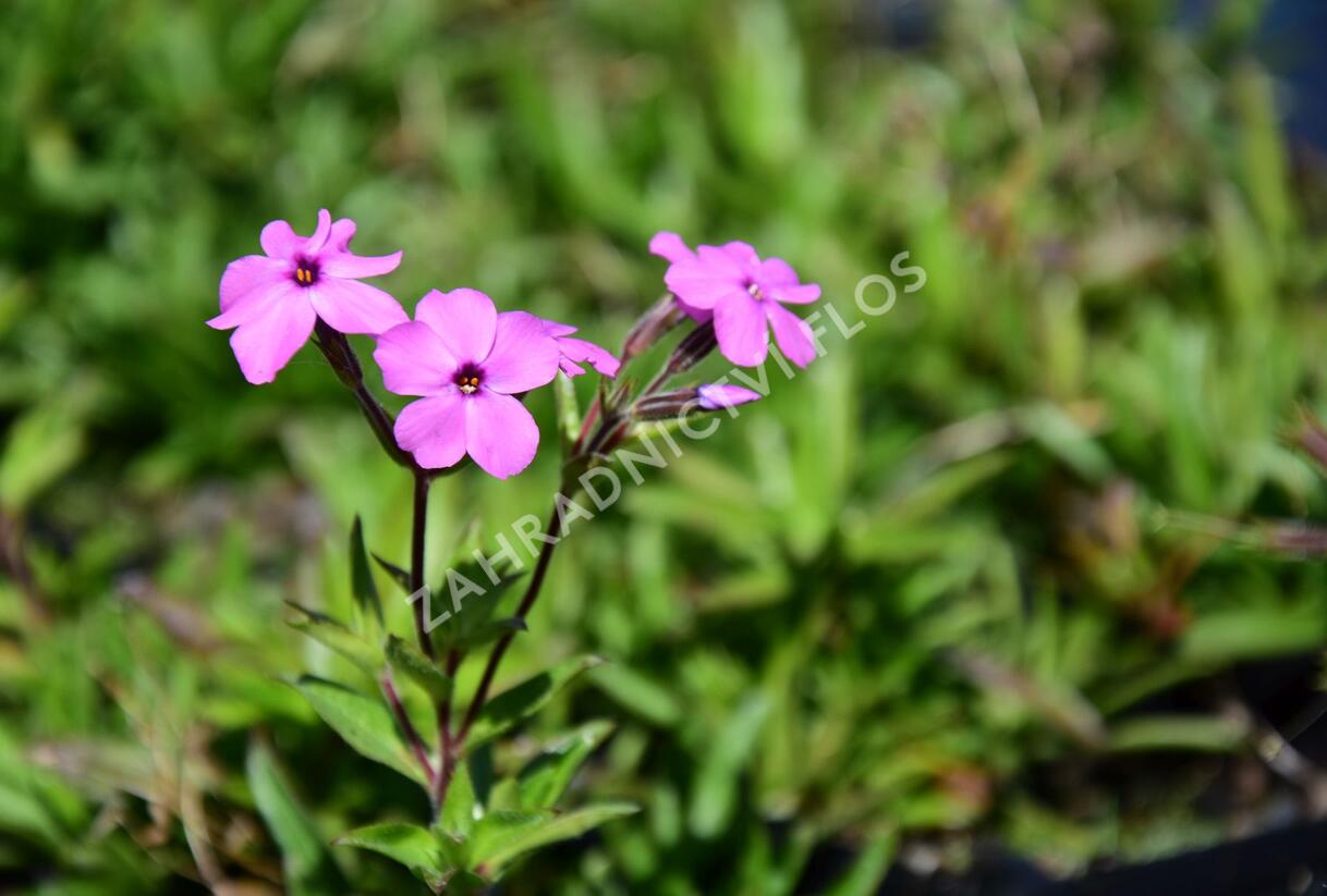 Plamenka polehavá 'Rosea' - Phlox procumbens 'Rosea'