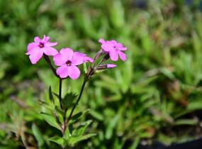 Plamenka polehavá 'Rosea' - Phlox procumbens 'Rosea'