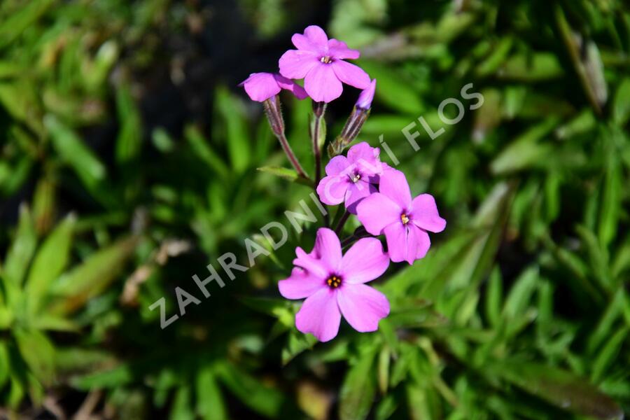 Plamenka 'Rosea' - Phlox procumbens 'Rosea'