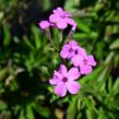 Plamenka 'Rosea' - Phlox procumbens 'Rosea'