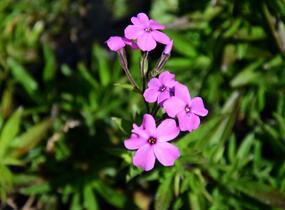 Plamenka polehavá 'Rosea' - Phlox procumbens 'Rosea'