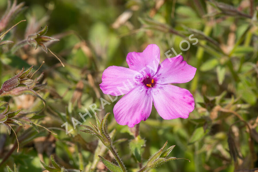 Plamenka 'Rosea' - Phlox procumbens 'Rosea'