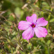 Plamenka 'Rosea' - Phlox procumbens 'Rosea'