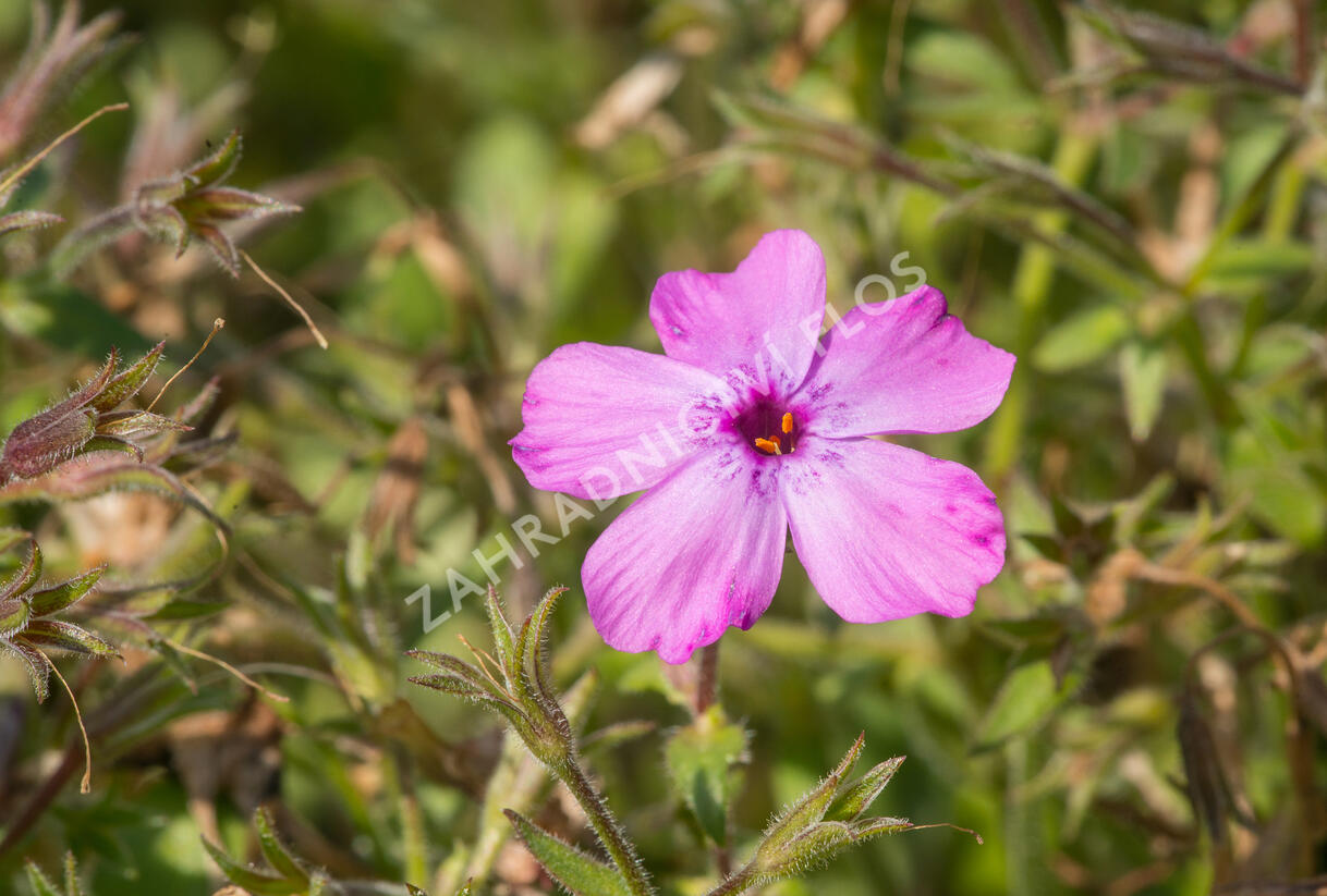 Plamenka polehavá 'Rosea' - Phlox procumbens 'Rosea'