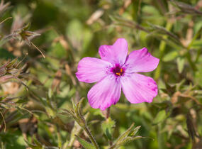 Plamenka polehavá 'Rosea' - Phlox procumbens 'Rosea'