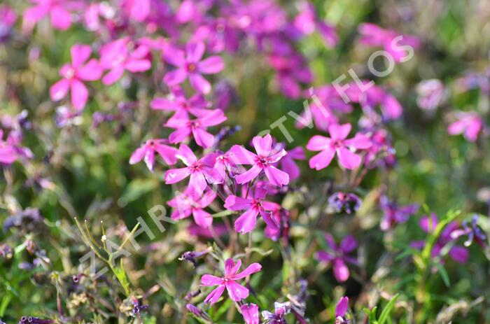 Plamenka šídlovitá 'Temiskaming' - Phlox subulata 'Temiskaming'