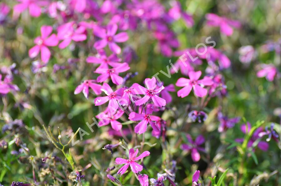 Plamenka šídlovitá 'Temiskaming' - Phlox subulata 'Temiskaming'