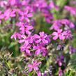 Plamenka šídlovitá 'Temiskaming' - Phlox subulata 'Temiskaming'