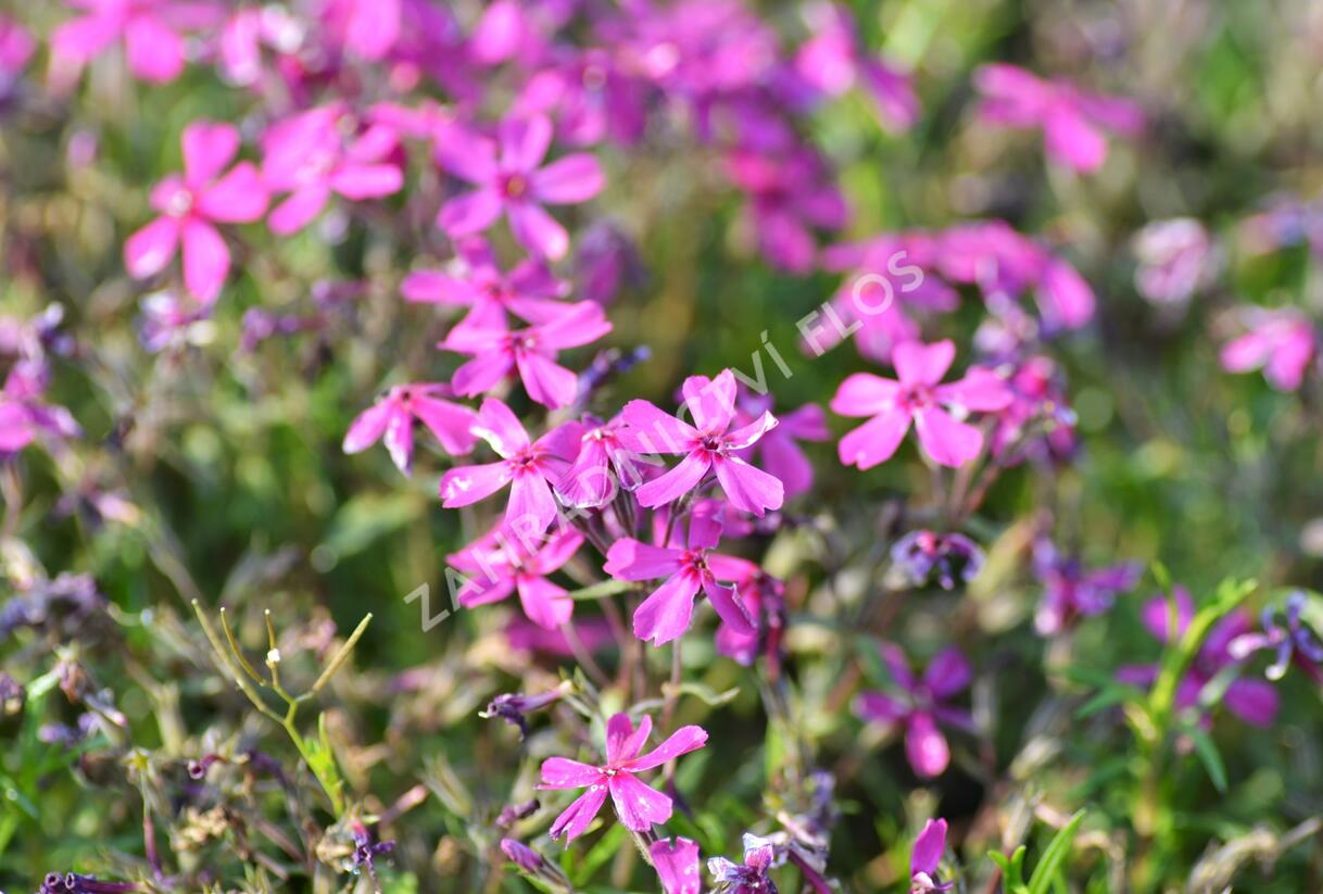 Plamenka šídlovitá 'Temiskaming' - Phlox subulata 'Temiskaming'