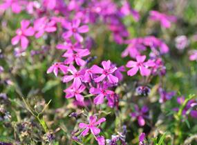 Plamenka šídlovitá 'Temiskaming' - Phlox subulata 'Temiskaming'