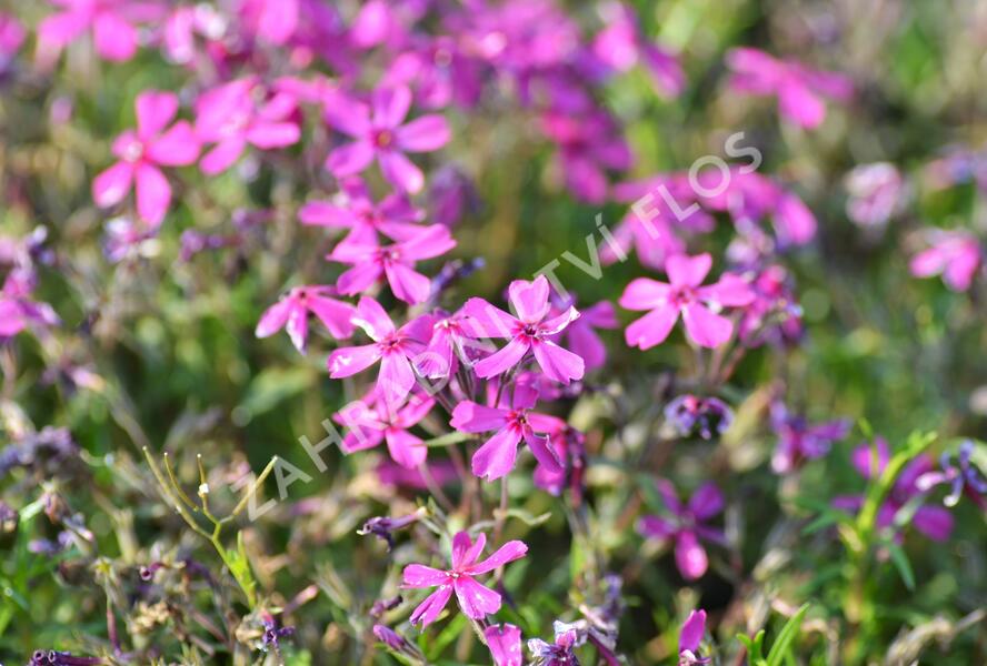 Plamenka šídlovitá 'Temiskaming' - Phlox subulata 'Temiskaming'