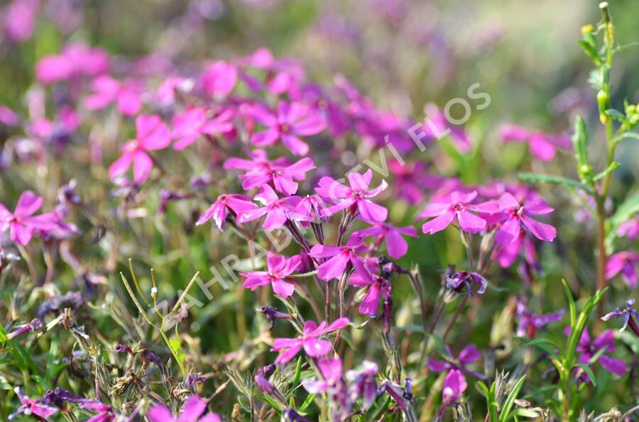 Plamenka šídlovitá 'Temiskaming' - Phlox subulata 'Temiskaming'