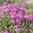 Plamenka šídlovitá 'Temiskaming' - Phlox subulata 'Temiskaming'