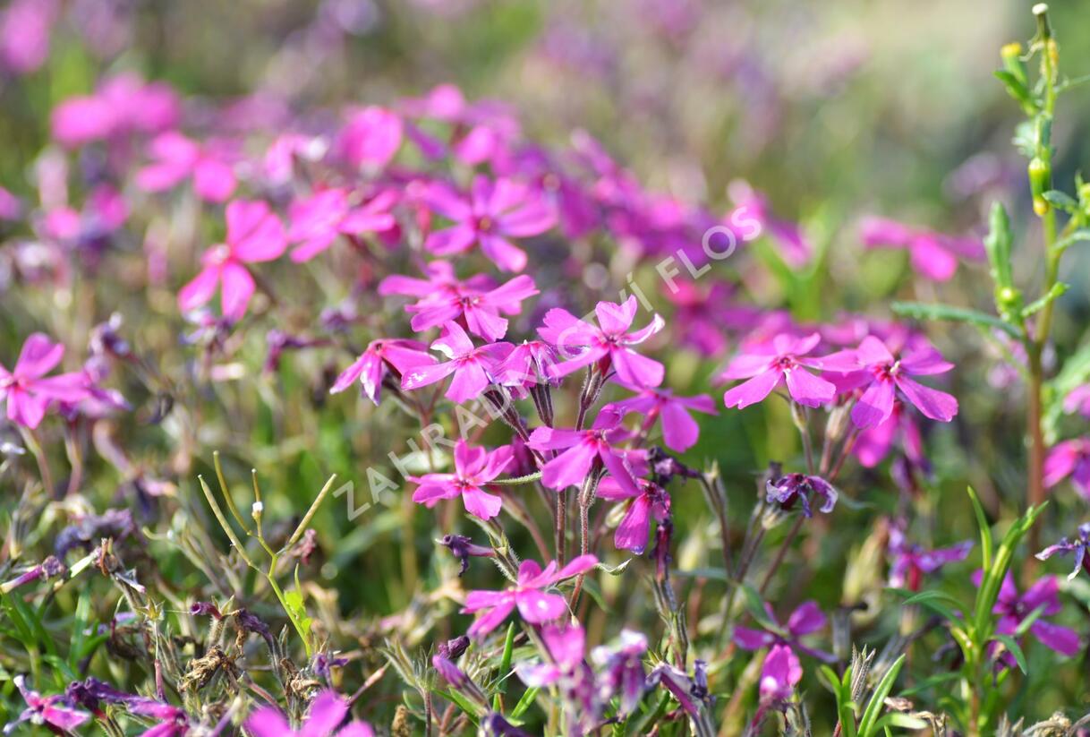 Plamenka šídlovitá 'Temiskaming' - Phlox subulata 'Temiskaming'