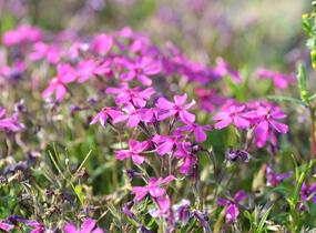 Plamenka šídlovitá 'Temiskaming' - Phlox subulata 'Temiskaming'
