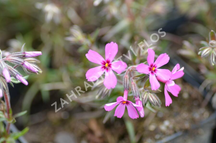 Plamenka šídlovitá 'Temiskaming' - Phlox subulata 'Temiskaming'