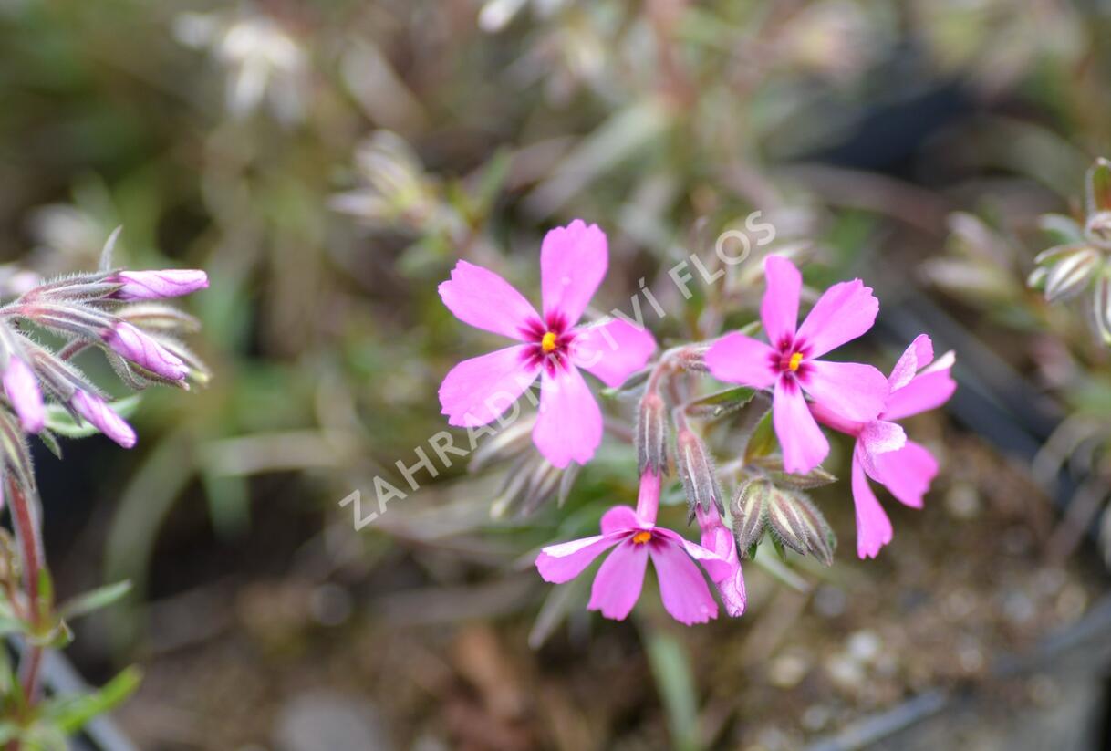 Plamenka šídlovitá 'Temiskaming' - Phlox subulata 'Temiskaming'