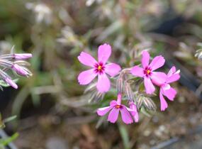 Plamenka šídlovitá 'Temiskaming' - Phlox subulata 'Temiskaming'