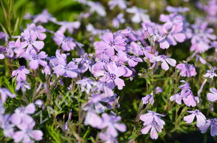 Plamenka šídlovitá 'Benita' - Phlox subulata 'Benita'