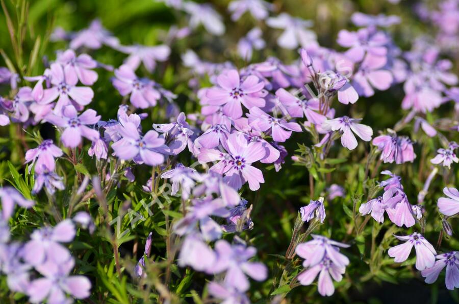 Plamenka šídlovitá 'Benita' - Phlox subulata 'Benita'