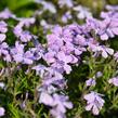 Plamenka šídlovitá 'Benita' - Phlox subulata 'Benita'