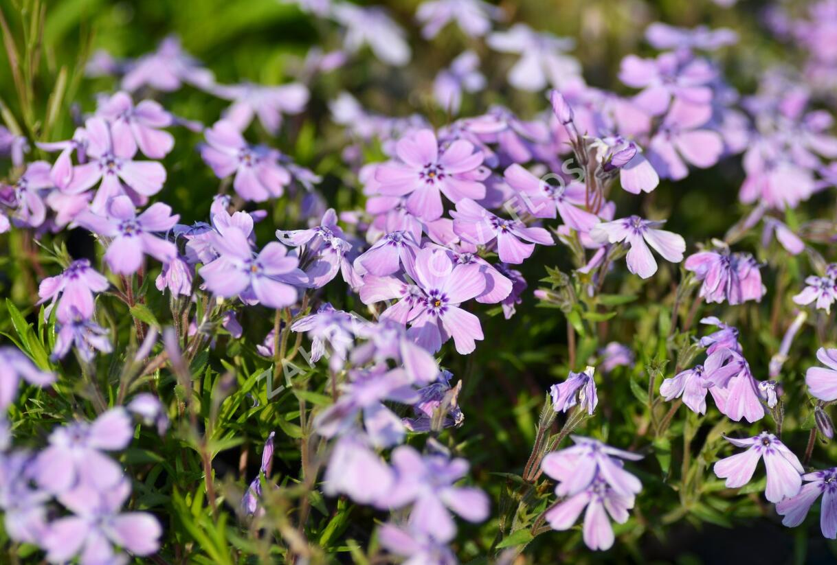 Plamenka šídlovitá 'Benita' - Phlox subulata 'Benita'