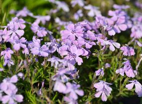 Plamenka šídlovitá 'Benita' - Phlox subulata 'Benita'